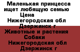 Маленькая принцесса ищет любящую семью › Цена ­ 12 000 - Нижегородская обл., Дзержинск г. Животные и растения » Собаки   . Нижегородская обл.,Дзержинск г.